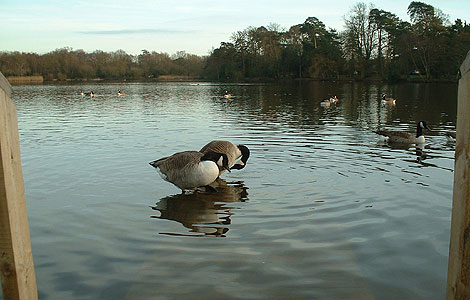 Petersfield Lake 